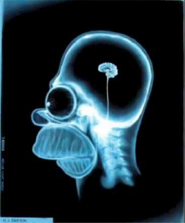 20070104193827-homer-cerebro.jpg